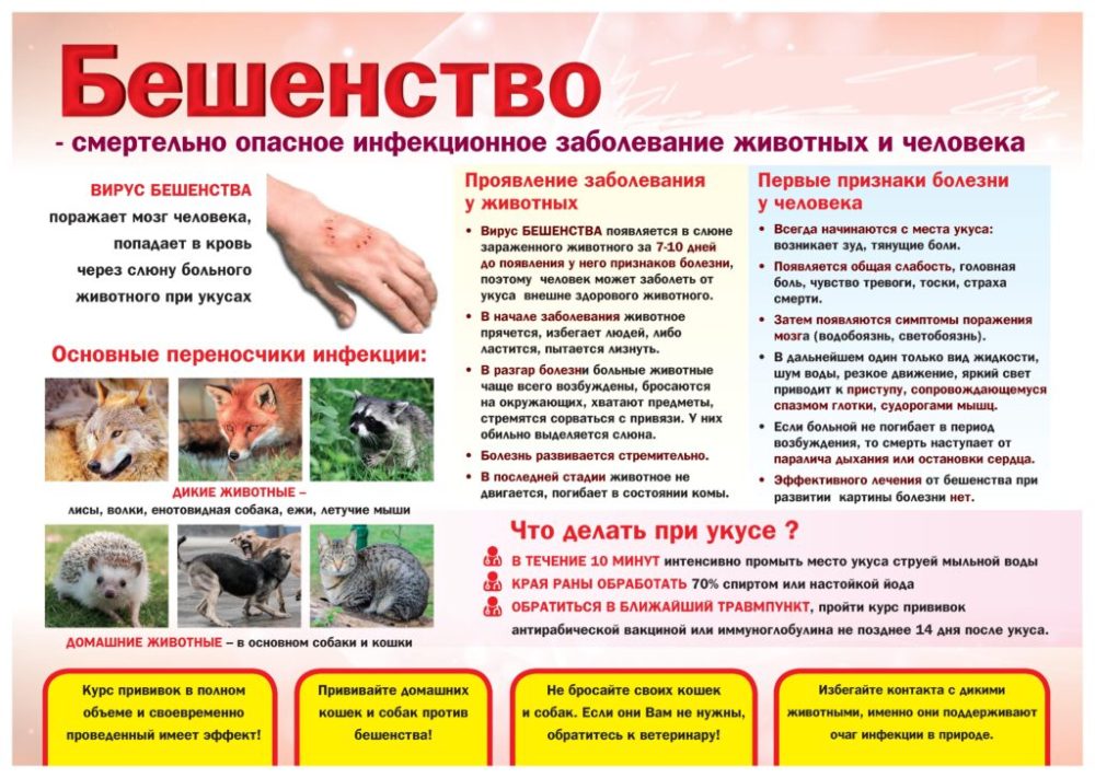 ПАМЯТКА ДЛЯ ВЛАДЕЛЬЦЕВ: БЕШЕНСТВО