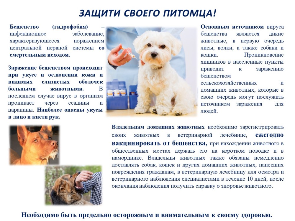 ПАМЯТКА ДЛЯ ВЛАДЕЛЬЦЕВ: БЕШЕНСТВО